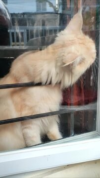 Adorable Maine Coon cat tries to escape through the window grilles, but fails