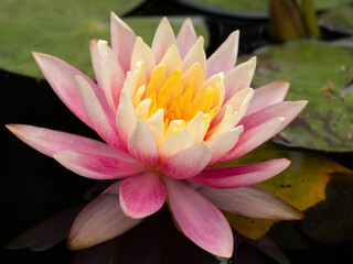 Close Up of a Pink and Gold Water Lily at Eye Level
