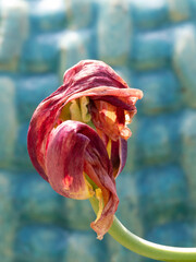 Withered and Faded Red Tulip Blossom Against Turquoise Background