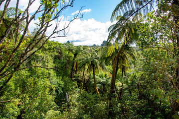 Native Forest in Waimangu Volcanic Valley - New Zealand
