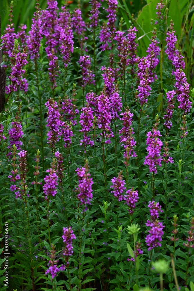 Canvas Prints Lythrum anceps flowers. Lythraceae perennial plants. They grow in wetlands and produce numerous small reddish purple flowers with six petals in summer.