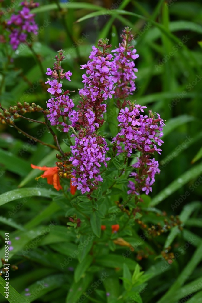 Poster lythrum anceps flowers. lythraceae perennial plants. they grow in wetlands and produce numerous smal