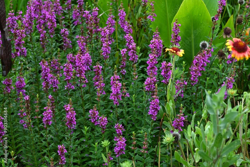 Sticker lythrum anceps flowers. lythraceae perennial plants. they grow in wetlands and produce numerous smal