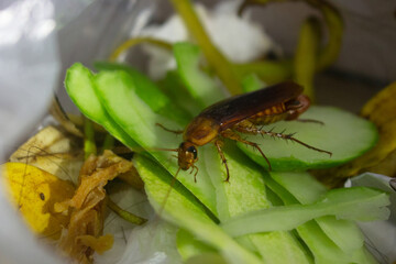 Close-up of a brown cockroach eats organic waste