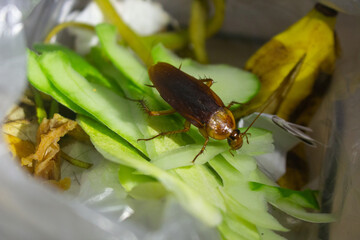 Cockroach eats organic fresh green vegetable peels