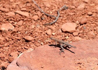 A Clark's Spiny Lizard (𝘚𝘤𝘦𝘭𝘰𝘱𝘰𝘳𝘶𝘴 𝘤𝘭𝘢𝘳𝘬𝘪𝘪) in Red Rock State Park Near Sedona Arizona