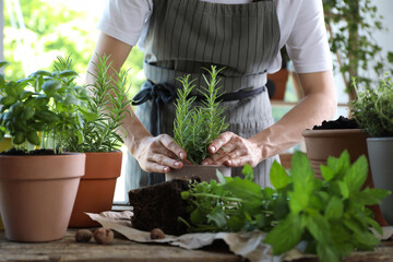 Fototapeta premium Woman transplanting herb into pot at table, closeup