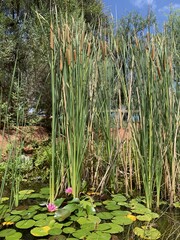 Cattails and Water Lilies at Red Rock State Park Near Sedona, Arizona