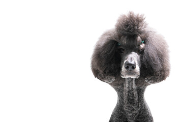 Giant Poodle