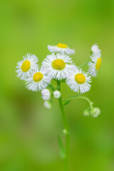 ハルジオンの白い花