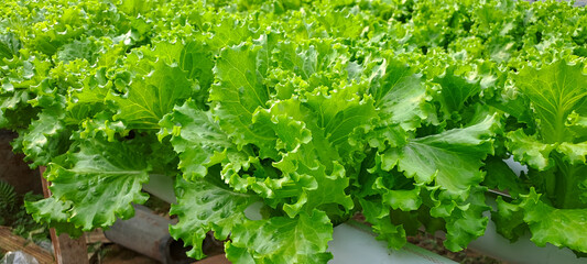 Green leaf lettuce farm that plant as hydroponics method. Hydroponic of lettuce farm growing in...