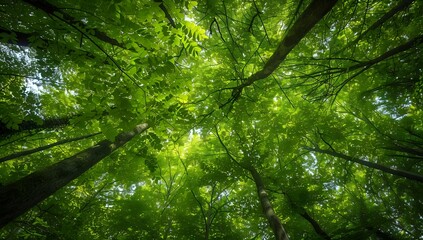 Fototapeta premium Green Forest Canopy: A Lush View From Below