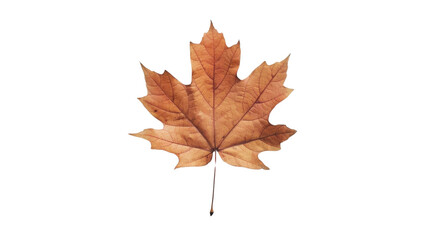 Fototapeta premium Maple autumn fall leaf on transparent background