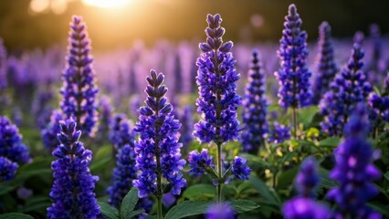  Blooming beauty in the field of dreams