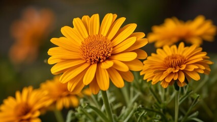  Bright and cheerful yellow flowers in bloom