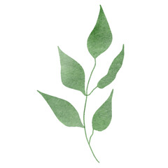 
Green leaves watercolor isolated on white background
