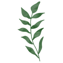 
Green leaves watercolor isolated on white background
