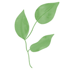 
Green leaves watercolor isolated on white background
