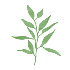 
Green leaves watercolor isolated on white background
