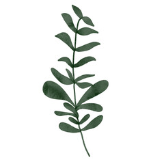 
Green leaves watercolor isolated on white background
