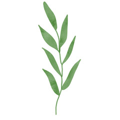
Green leaves watercolor isolated on white background
