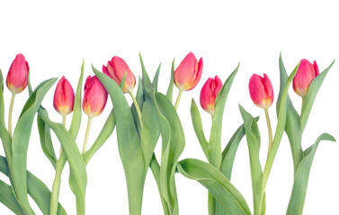 Row of red tulips on stems isolated