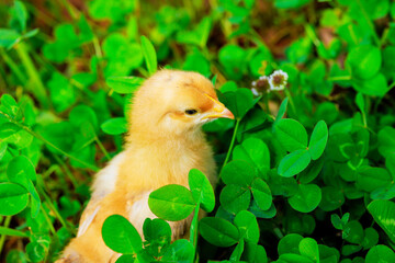 An chicken standing in green grass at rural location on summer day