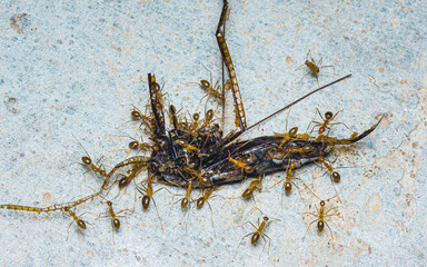 Red ant moving its prey.