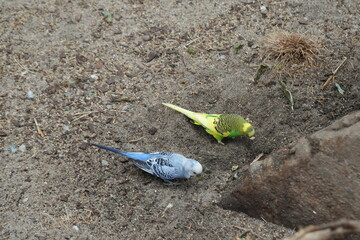 Birds
