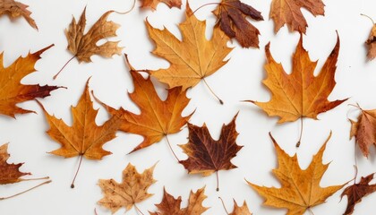  Autumns Palette  A Collection of Fallen Leaves