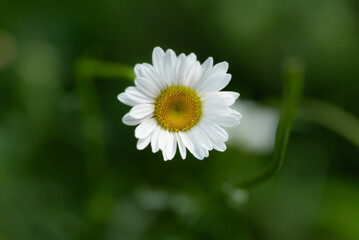 Fototapeta premium Marguerite daisy close-up in a field