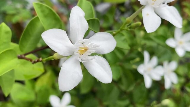 beautiful white wrightia antidysenterica flower in the garden