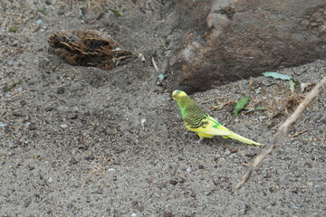 birds 