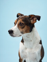 A poised mixed-breed dog poses against a soft blue backdrop, its playful character captured in a candid moment