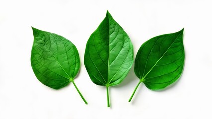 Fototapeta premium Vibrant green leaves against a white background