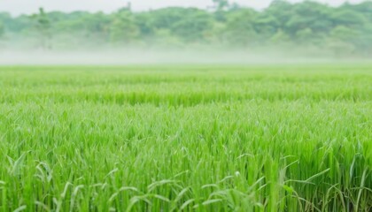 Obraz premium Vibrant green field ready for harvest