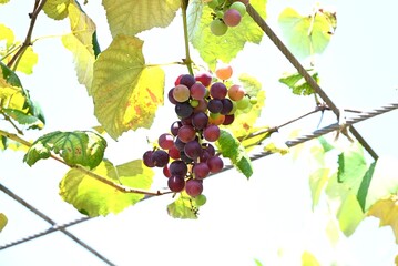 Grapes cultivation. Background material for fruit cultivation. Vitaceae deciduous vine shrub. Harvesting season is from August to October.