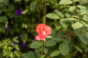 pink rose in garden