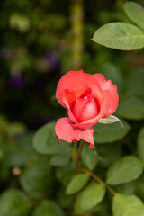 pink rose bud in the garden with green leaves