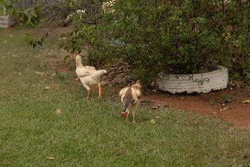 chicken in the farm