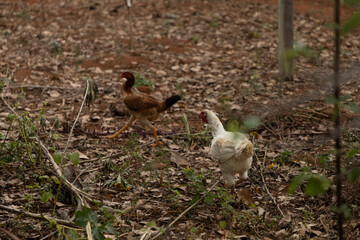 hen and rooster in the farm
