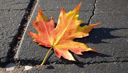  Autumns vibrant touch on the pavement