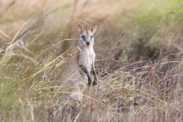 wallabies in the savanna of youram wasur national park © anugrahdwi