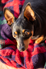 portrait of a pinscher puppy in a red blanket