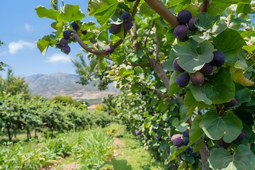 Ripe Figs on Branch, Fig Tree Orchard, Fruit, Agriculture