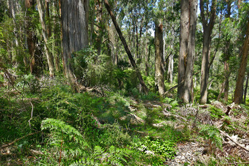 Tropical rainforest generic vegetation far north Queensland-Mossman