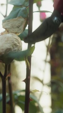 Vertical video. Close-Up Footage of Pruning Rose with Garden Shears: Detailed Stock Video of Hand Trimming Rose Bush with Pruning Scissors