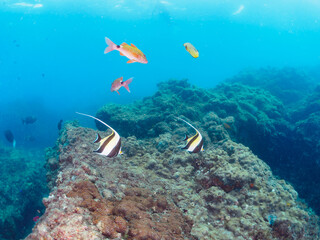 美しいツノダシ（ツノダシ科）、ホウライヒメジ（ヒメジ科）の他群れ。

日本国静岡県伊豆半島賀茂郡南伊豆町中木から渡し船で渡るヒリゾ浜-2024年7月

A school of the Beautiful Moorish Idol (Zanclus cornutus), Whitesaddle goatfish (Parupeneus ciliatus) and others. 
