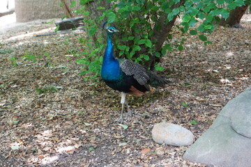 Obraz premium Peacock 