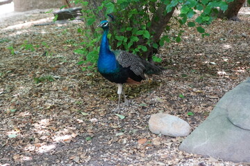 Fototapeta premium Peacock 